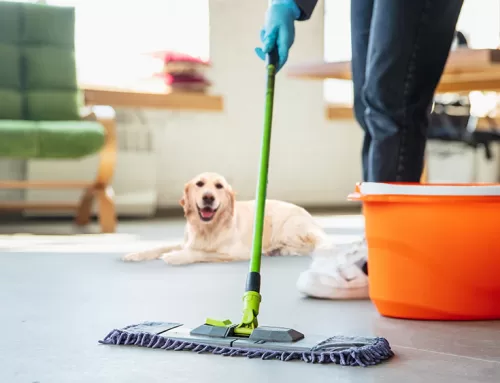 Preparing Your Home for Fall: Pet-Friendly Cleaning Tips